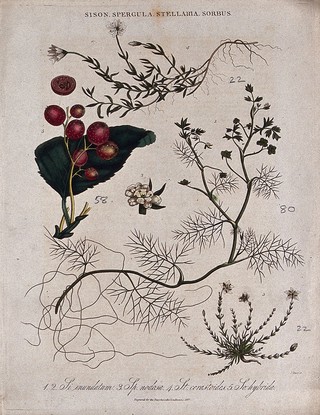 Four flowering plants, including spurrey (Spergula), chickweed (Stellaria) and a rowan (Sorbus). Coloured engraving by J. Pass, c. 1827.