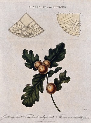 view Two types of quadrant and a branch of common oak (Quercus robur) with galls. Coloured engraving by J. Pass, c. 1826.