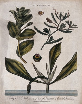 Three types of pondweed (Potamogeton species). Coloured engraving by J. Pass, c. 1825.