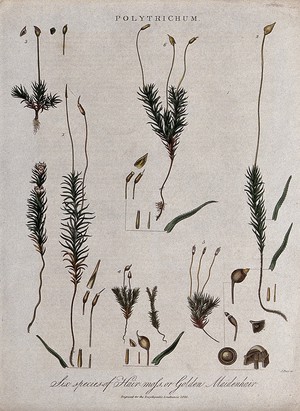 view Six types of haircap moss (Polytrichum species). Coloured engraving by J. Pass, c. 1825.