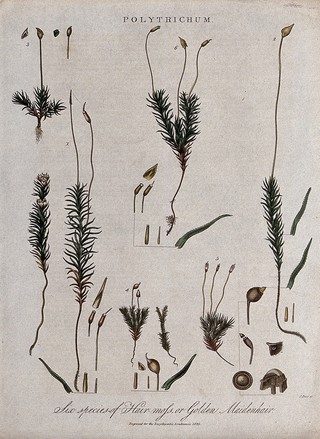Six types of haircap moss (Polytrichum species). Coloured engraving by J. Pass, c. 1825.