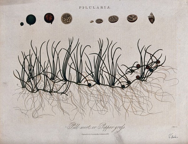 A spreading pillwort plant (Pilularia species) with details of its sporocarp. Coloured engraving by J. Pass, c. 1825.