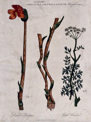Two flowering plants: scarlet phelypaea (Phelypaea coccinea) and water hemlock (Oenanthe crocata). Coloured engraving by J. Pass, c. 1824.