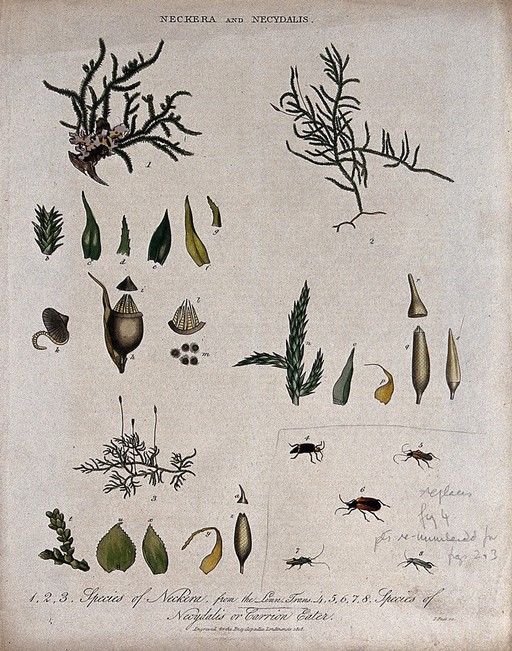 Three mosses (Neckera species) with anatomical detail and five carrion eater beetles (Necydalis species). Coloured engraving by J. Pass, c. 1818.
