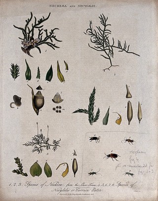 Three mosses (Neckera species) with anatomical detail and five carrion eater beetles (Necydalis species). Coloured engraving by J. Pass, c. 1818.