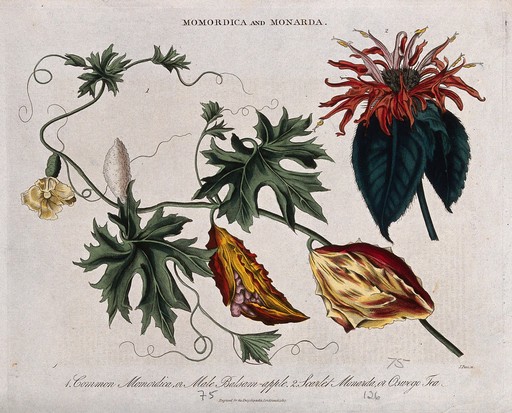 Two plants: balsam apple (Momordica balsamina) and Oswego tea or bee balm (Monarda didyma). Coloured engraving by J. Pass, c. 1817.