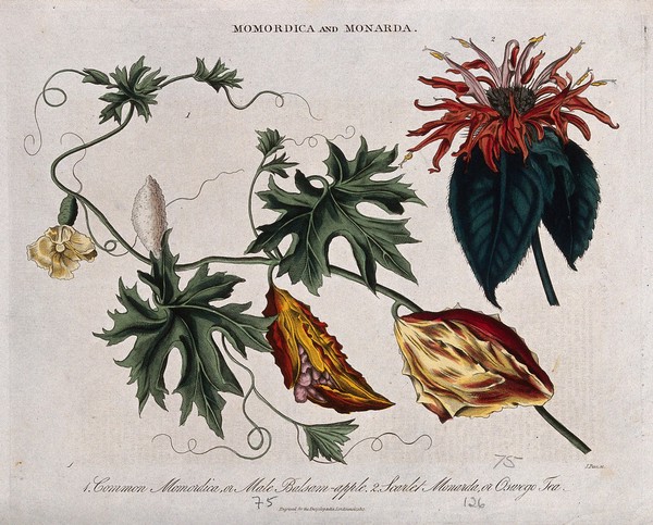 Two plants: balsam apple (Momordica balsamina) and Oswego tea or bee balm (Monarda didyma). Coloured engraving by J. Pass, c. 1817.