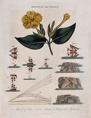 view A flowering marvel of Peru plant (Mirabilis jalapa) and nine diagrams illustrating refraction of light. Coloured engraving by J. Pass, c. 1817.