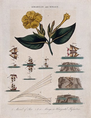 A flowering marvel of Peru plant (Mirabilis jalapa) and nine diagrams illustrating refraction of light. Coloured engraving by J. Pass, c. 1817.