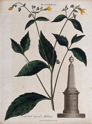 A flowering plant (Milleria quinqueflora) and a monument to the botanist, Philip Miller. Coloured engraving by J. Pass, c. 1816.