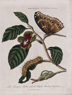 view A flowering branch of medlar (Mespilus germanica) with butterfly, chrysalis and caterpillar of a Papilio species. Coloured engraving by J. Pass, c. 1816.