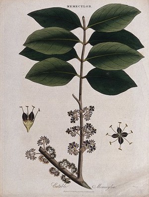 view A tropical plant (Memecylon edule): flowering branch. Coloured engraving by J. Pass, c. 1815.