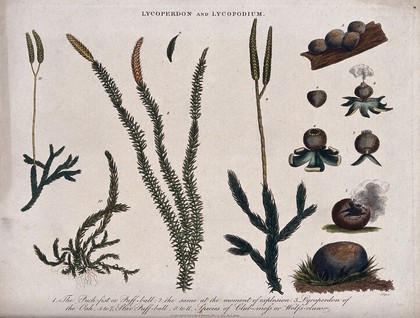 A dehiscing puffball (Lycoperdon species) and four types of clubmoss (Lycopodium species). Coloured etching by J. Pass, c. 1815.