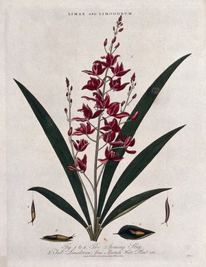 view A flowering orchid (Bletia verecunda) and a spinning slug (Limax species). Coloured etching by J. Pass, c. 1813.