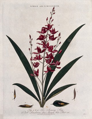 A flowering orchid (Bletia verecunda) and a spinning slug (Limax species). Coloured etching by J. Pass, c. 1813.