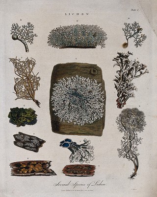 Twelve different species of lichen. Coloured etching by J. Pass, c. 1813.