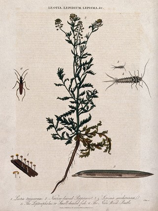 A flowering pepperwort plant (Lepidium species) with a cup fungus, two silverfish, a fish larva and wood-beetle. Coloured etching by J. Pass, c. 1813.