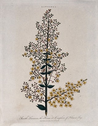 Henna plant (Lawsonia inermis): flowering stem. Coloured etching by J. Pass, c. 1813.