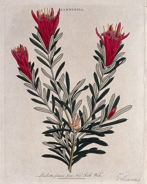 view A plant (Lambertia formosa): flowering stem. Coloured etching by J. Pass, c. 1813.