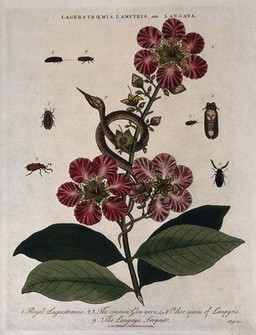 A flowering queen-flower (Lagerstroemia speciosa) with five glow-worms (Lampyris species) and a snake (Langaya species). Coloured etching by J. Pass, c. 1812.