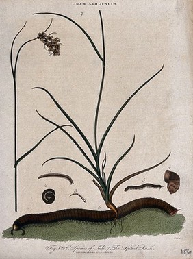 A spiked rush (Juncus spicatus) and millipede (Iulus species) with anatomical detail. Coloured etching by J. Pass, c. 1811.