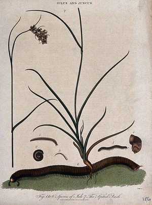 view A spiked rush (Juncus spicatus) and millipede (Iulus species) with anatomical detail. Coloured etching by J. Pass, c. 1811.