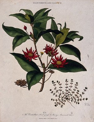 view Two flowering plants: a knot grass (Illecebrum species) and star anise tree (Illicium verum). Coloured etching, c. 1811.