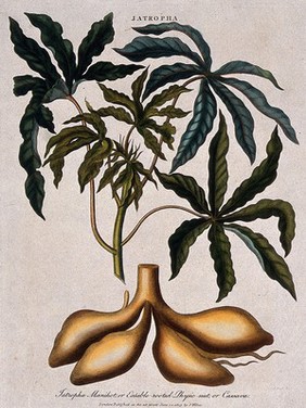 Cassava or tapioca plant (Manihot esculenta): leafy stem and tuberous roots. Coloured etching by J. Pass, c. 1809.