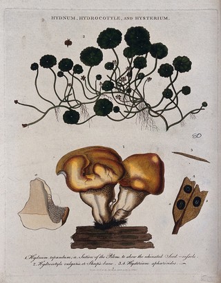Wood hedgehog fungus (Hydnum repandum), pennywort plant (Hydrocotyle species) and a sac fungus (Hysterium sphaerioides). Coloured etching by J. Pass, c. 1810.