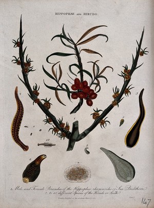 view Sea buckthorn plant (Hippophae rhamnoides) and nine types of leech (Hirudo species). Coloured etching by J. Pass, c. 1811.