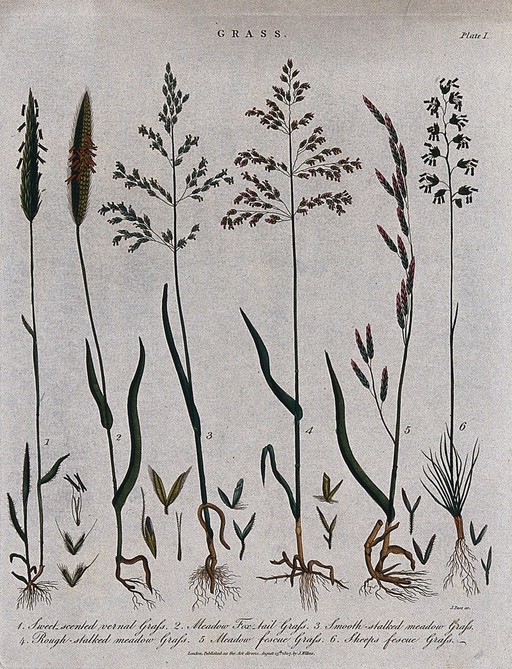 Six grasses: fescues (Festuca species), foxtail grass (Alopecurus pratensis), meadow grasses (Poa species) and sweet vernal grass (Anthoxanthum odoratum). Coloured etching by J. Pass, c. 1807.