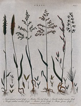 Six grasses: fescues (Festuca species), foxtail grass (Alopecurus pratensis), meadow grasses (Poa species) and sweet vernal grass (Anthoxanthum odoratum). Coloured etching by J. Pass, c. 1807.