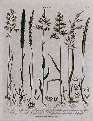view Seven grasses including fescues (Festuca species), dog's tail grass (Cynosurus cristatus), meadow grasses (Poa species) and ryegrass (Lolium species). Coloured etching by J. Pass, c. 1807.