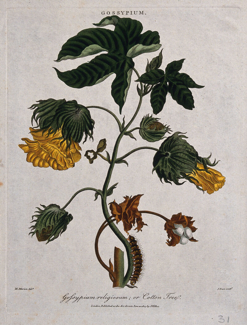 Tree cotton (Gossypium arboreum): flowering and fruiting stem with caterpillar. Coloured etching by J. Pass, c. 1807, after M. Merian., 20 June 1807, by Maria Sibylla Merian