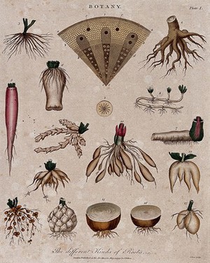 view Fifteen different forms of plant root and two anatomical sections. Coloured etching by J. Pass, c. 1799.