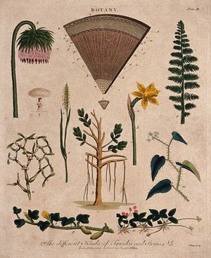 view Ten different forms of plant stem and two anatomical sections. Coloured etching by J. Pass, c. 1799.