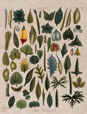 view Fifty eight simple plant leaves of different forms. Coloured etching by J. Pass, c. 1799.