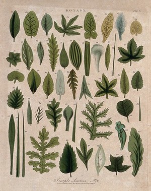 view Forty five simple plant leaves of different forms. Coloured etching by J. Pass, c. 1799.