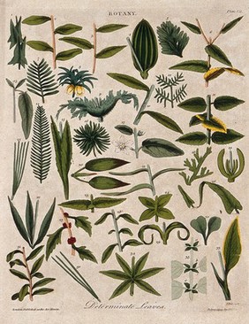 Thirty five determinate plant leaves of different forms. Coloured etching by J. Pass, c. 1799.