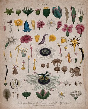 view Fifty-four flowers, fruit and floral segments of different forms. Coloured etching by J. Pass, c. 1799.