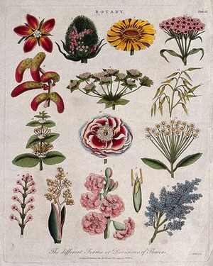 view Fifteen flowers of different forms. Coloured etching by J. Pass, c. 1799.