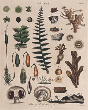 view A fern, a moss, a fungus and an alga: all with anatomical details. Coloured etching by J. Pass, c. 1799.