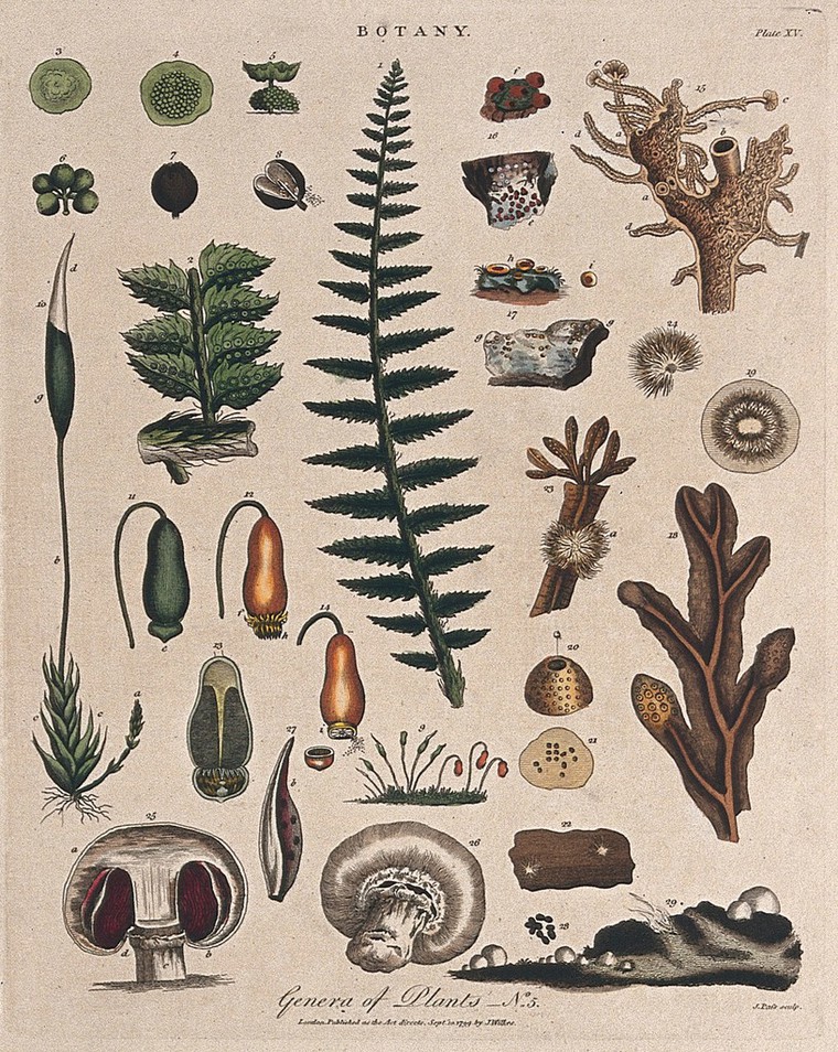 A fern, a moss, a fungus and an alga: all with anatomical details. Coloured  etching by J. Pass, c. 1799. | Wellcome Collection