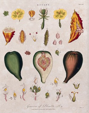 view Three different flowers and two fruit with anatomical details. Coloured etching by J. Pass, c. 1799.