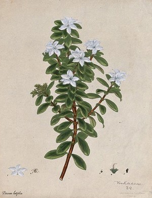 view A plant (Diosma latifolia): flowering stem and floral segments. Coloured engraving, c. 1798, after H. Andrews.