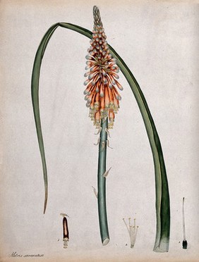 A torch lily (Kniphofia alooides): flowering stem, leaf and floral segments. Coloured engraving, c. 1799, after H. Andrews.