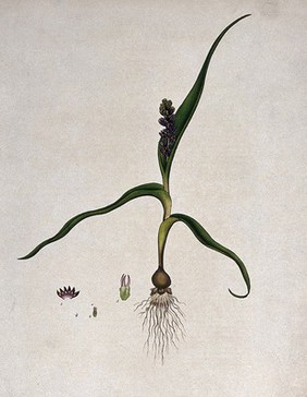 A plant (Wurmbea capensis): flowering plant and floral segments. Coloured engraving, c. 1802, after H. Andrews.
