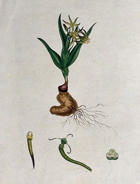 A bird's-tongue plant (Ornithoglossum glaucum): flowering plant and floral segments. Coloured engraving, c. 1802, after H. Andrews.