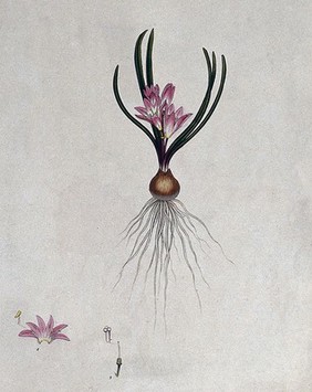 A plant (Hyacinthus corymbosus): entire flowering plant and floral segments. Coloured engraving, c. 1803, after H. Andrews.