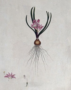 view A plant (Hyacinthus corymbosus): entire flowering plant and floral segments. Coloured engraving, c. 1803, after H. Andrews.